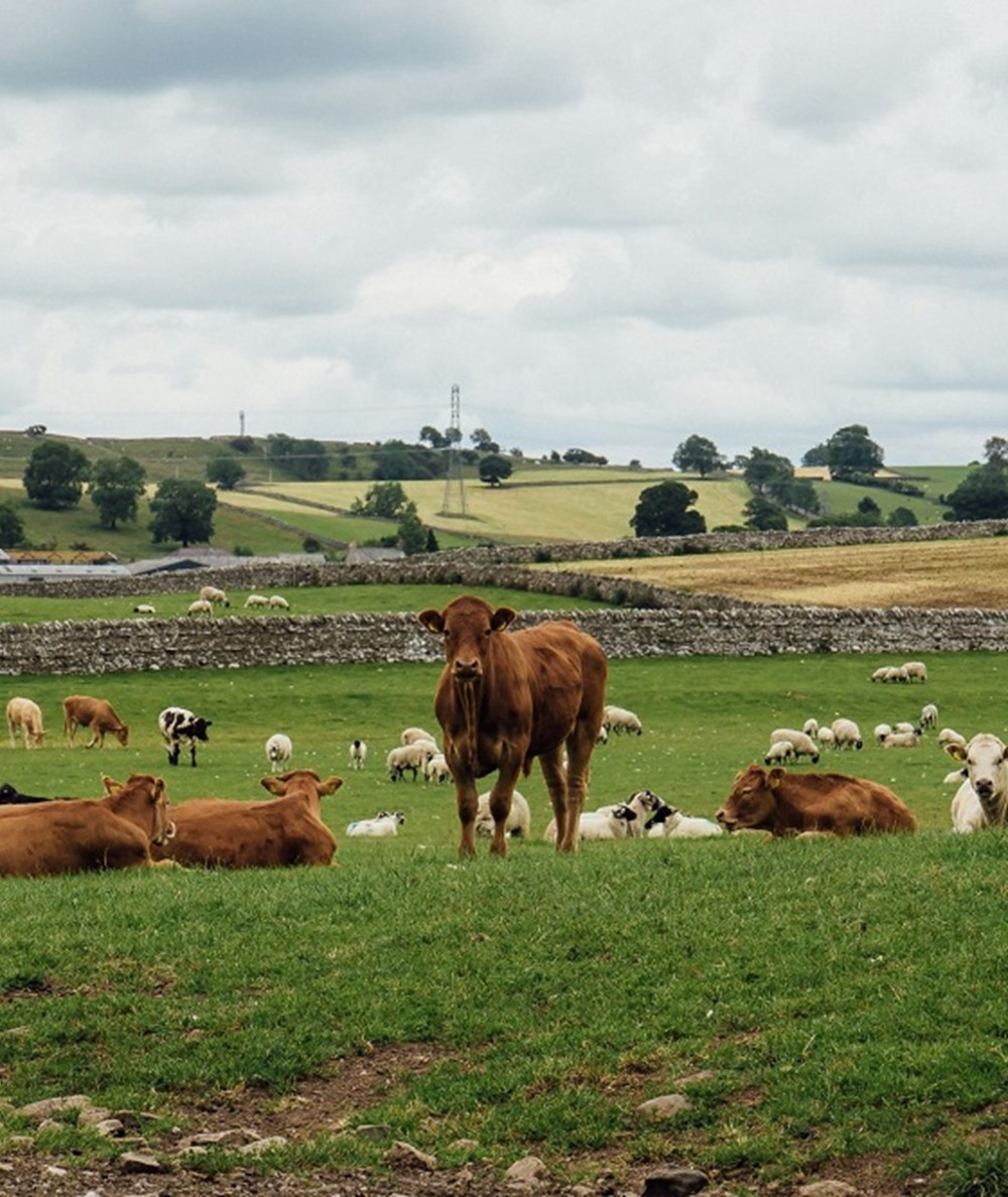 Brown cows and white sheep grazing in a field together